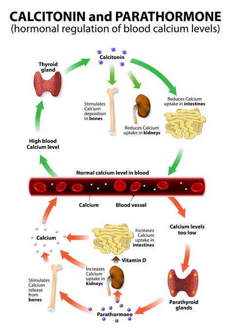 The effect of calcium and vitamin D supplements on blood 